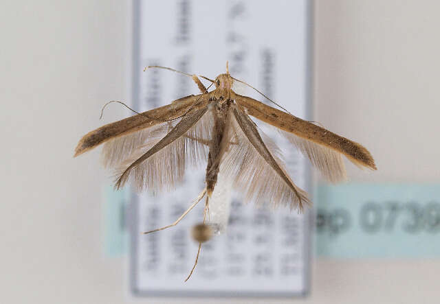 Image of Caloptilia elongella (Linnaeus 1761)