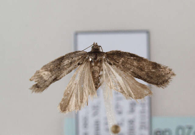 Image of Acleris hastiana Linnaeus 1758