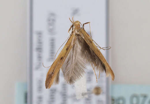 Image of Caloptilia elongella (Linnaeus 1761)