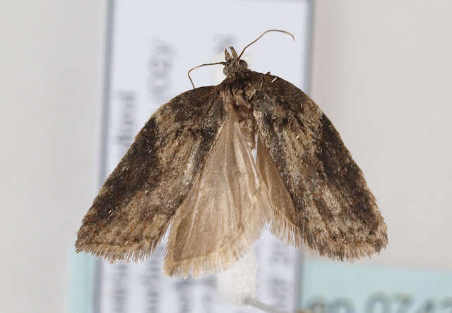 Image of Acleris hastiana Linnaeus 1758