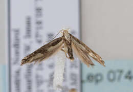 Image of Argyresthia conjugella