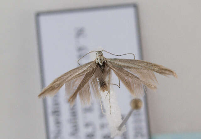 Image of Coleophora striatipennella Nylander & Tengström