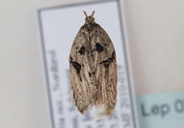 Image of Acleris hastiana Linnaeus 1758