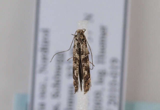 Image of privet leaf miner