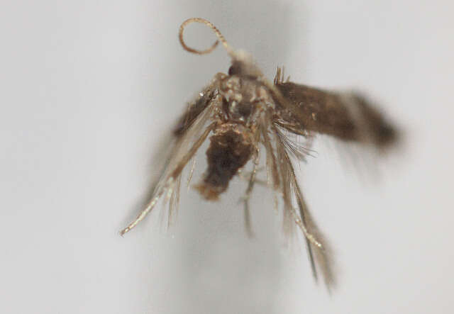 Image of Stigmella hemargyrella (Kollar 1832) Gerasimov 1952