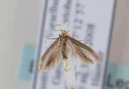 Image of Argyresthia glabratella Zeller 1847