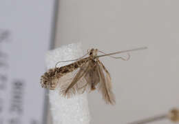 Image of Hazel Slender