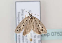 Image of Ethmia dodecea Haworth 1828