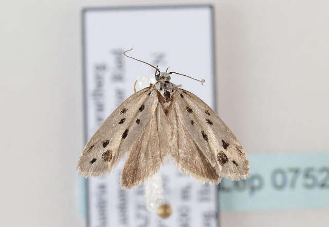 Image of Ethmia dodecea Haworth 1828