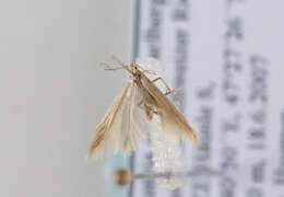 Coleophora taeniipennella Herrich-Schäffer 1855的圖片