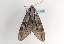 Image of Pine hawkmoth