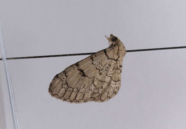 Image of Eupithecia schiefereri Bohatsch 1893