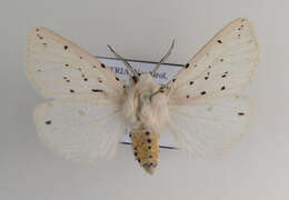 Image of white ermine