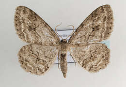 Image of The Small Engrailed