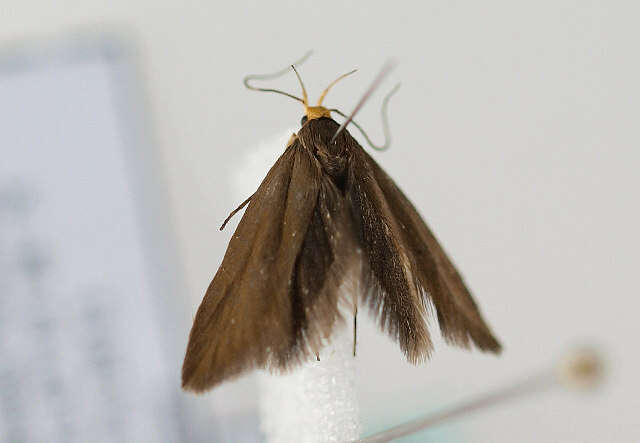 Image of <i>Crassa unitella</i>