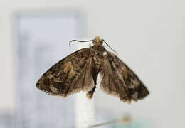 Image of Tortricid moth