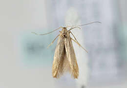 Image de Coleophora flavipennella Duponchel 1843