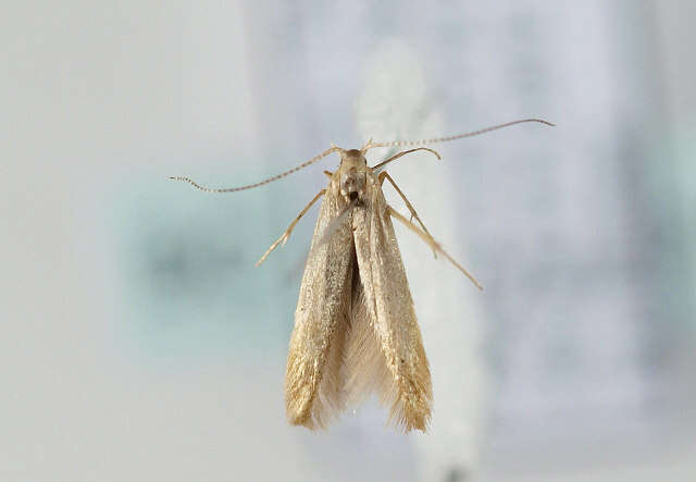 Image de Coleophora flavipennella Duponchel 1843