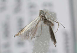 Image of apple leaf miner