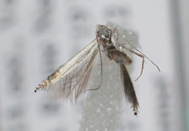 Image of apple leaf miner