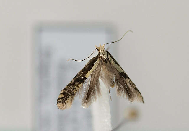 Image of Argyresthia conjugella