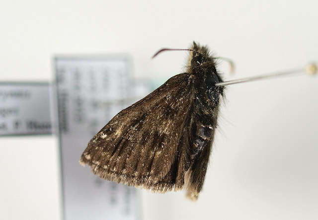 Image of dingy skipper