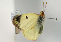 Image of bergers clouded yellow