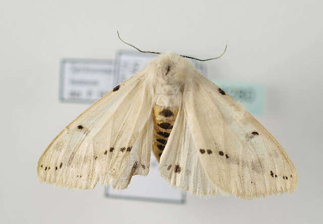 Image of Spilosoma lutea Hüfnagel 1766