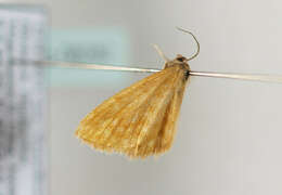 صورة Idaea serpentata Hüfnagel 1767