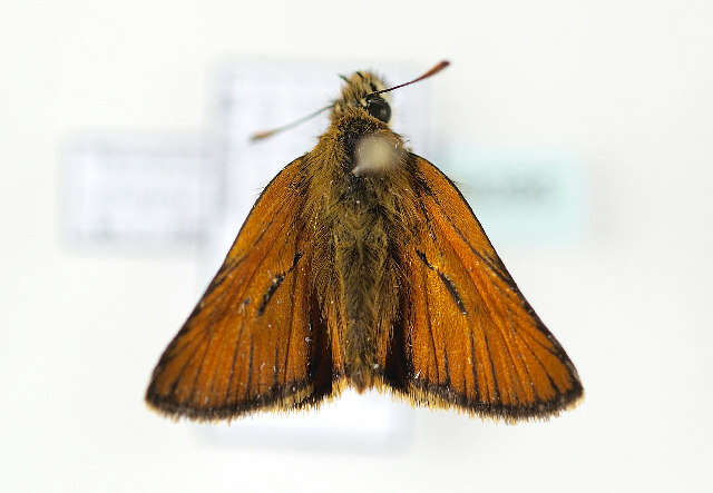 Image of small skipper