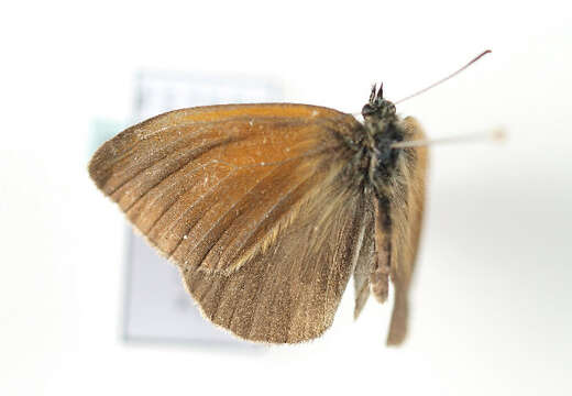 Image of <i>Coenonympha glycerion</i>