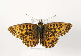 Image of Boloria dia