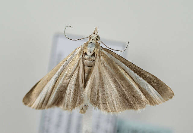 صورة Catoptria bolivari Agenjo 1947