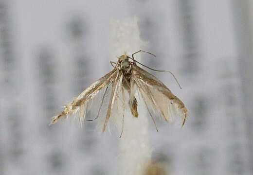 صورة Phyllonorycter echinosparti Lastuvka & Lastuvka 2006