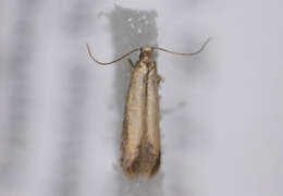 Image of <i>Coptotriche marginea</i>
