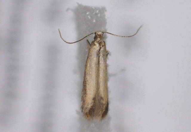 Image of <i>Coptotriche marginea</i>
