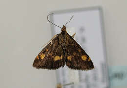 Image of Mint moth