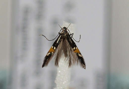 Image of <i>Cosmopterix orichalcea</i>