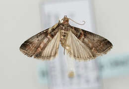 Image of Grey Knot-horn