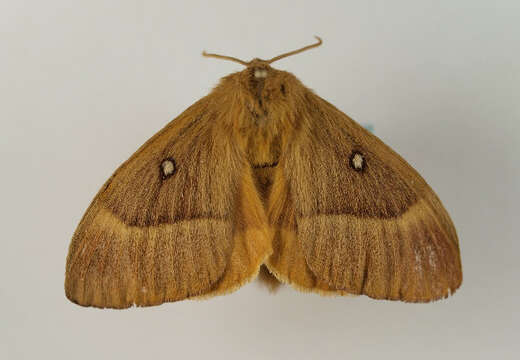 Image of oak eggar