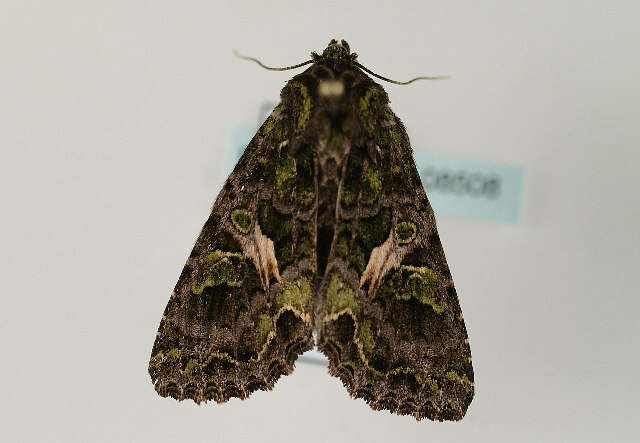 Image of orache moth