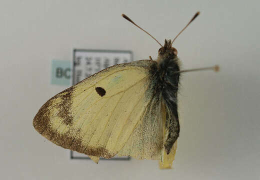 Image of bergers clouded yellow