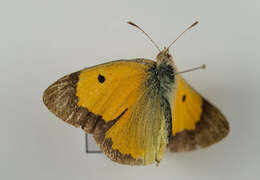 Image of clouded yellow