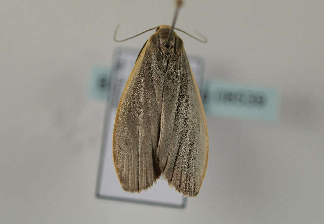 Image of dingy footman