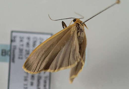 Image of buff footman