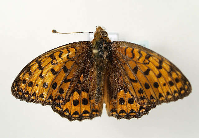 Image of Argynnis aglaja