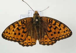 Sivun <i>Argynnis niobe</i> kuva