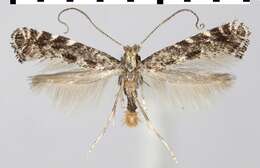 Image of Parornix tenella (Rebel 1919)