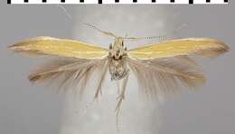 Image of Coleophora oriolella Zeller 1849