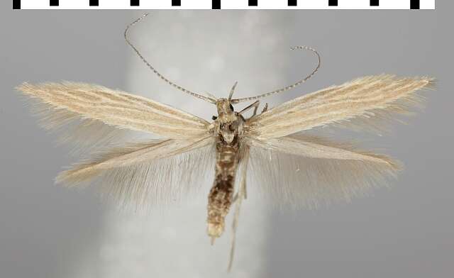 Coleophora taeniipennella Herrich-Schäffer 1855的圖片